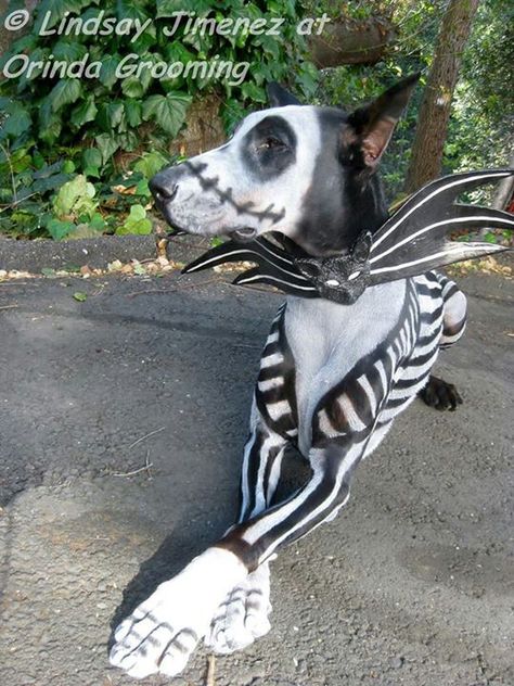 Creative grooming pet paint on doberman nightmare before Christmas jack skellington Nightmare Before Christmas Dog, Creative Grooming, Diy Dog Costumes, Scary Halloween Costume, Pet Halloween Costumes, Scary Halloween Costumes, Animal Costumes, Dog Halloween Costumes, Dog Costumes