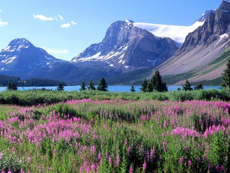 Bow Lake, Canadian Rockies, Alberta. The perfect spot for a long spring hike. #GILoveAlberta Mountains Canada, Mountain Meadow, Southern Alberta, Canadian Rockies, Banff National Park, Alberta Canada, Beautiful Mountains, Canada Travel, Wonderful Places