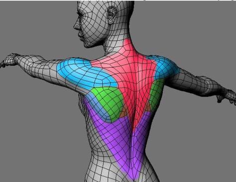 One of the more comprehensive skinning guides. Woman Muscle, Face Topology, Human Model, Body Female, 3d Karakter, Character Rigging, Art Learning, 3d Sculpting, Zbrush Tutorial