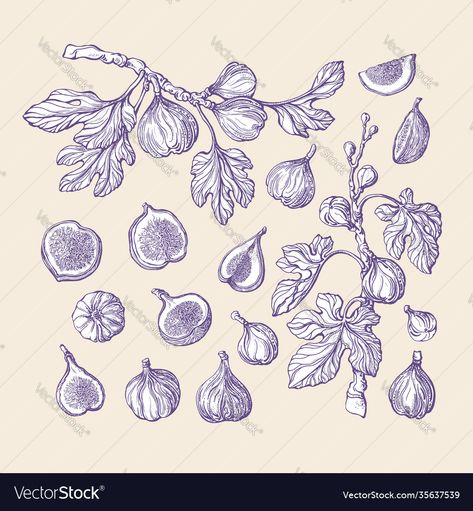 Fig Branch Illustration, Fig Branch Drawing, Fruit Tree Sketch, Fig Tree Branch Tattoo, Fig Tattoo Small, Fig Tree Illustration, Fruit Branch Tattoo, Fig Tree Tattoo The Bell Jar, Fig Branch Tattoo