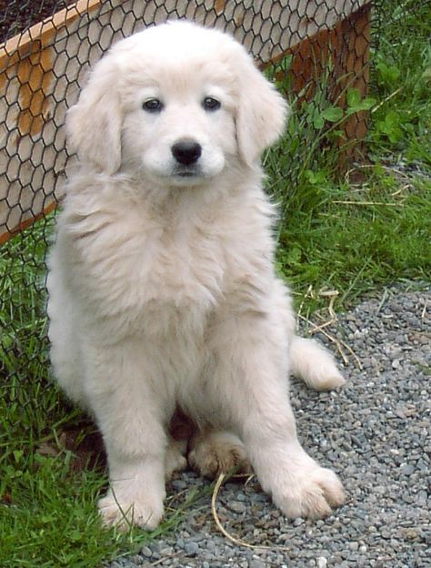 Maremma Sheepdog Puppy, Livestock Guardian Dog Breeds, Surfing Animals, Maremma Dog, Great Pyrenees Puppy, Maremma Sheepdog, Guardian Dog, Livestock Guardian Dog, Livestock Guardian