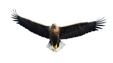 2,478 Eagle Front View Stock Photos, Pictures & Royalty-Free Images - iStock Eagle Front View, Front View, Bald Eagle, Royalty Free Images, Free Images, Royalty, Royalty Free, Stock Photos, High Quality