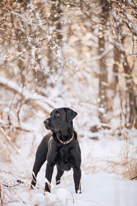 Igloo Dog House, Pet Lifestyle, Camping Dog, Dog Snow, Holiday Aesthetic, Snow Photography, Dog Photoshoot, Dog Camping, Dog Photograph