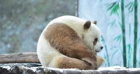 Qi Zai - big fat Panda ball Brown Panda, Fat Panda, Bear Pictures, Giant Panda, Baby Panda, Red Panda, Cute Panda, Animals Of The World, Fantastic Beasts