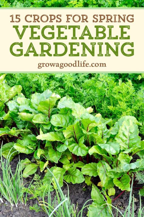 Shade Vegetables, Spring Vegetable Garden, Fast Growing Vegetables, Shade Gardening, Vegetables Garden, Veggie Gardens, Dappled Sunlight, Vegetable Garden Planner, Spring Gardening