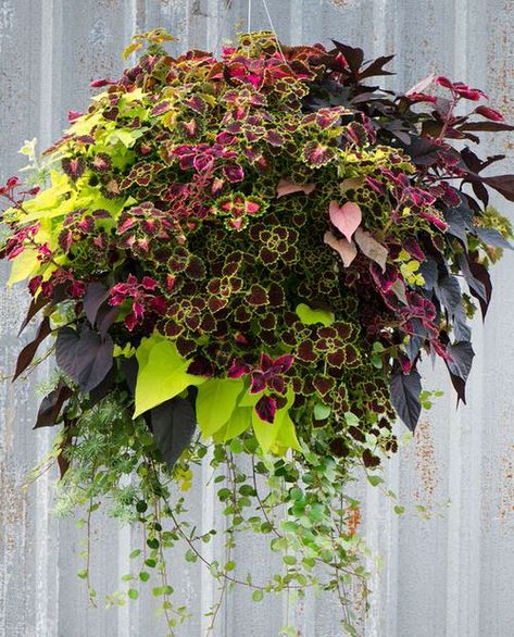 Fall Hanging Baskets, Moss Hanging, Hanging Basket Garden, Mosses Basket, Hanging Plants Outdoor, Flower Baskets, Hanging Flower Baskets, Container Gardening Flowers, Plants For Hanging Baskets