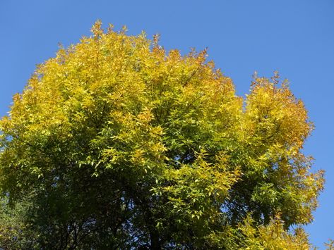 White Ash Tree, Green Ash Tree, Mountain Ash Tree, Fast Growing Shade Trees, Growing Greens, Mountain Ash, Ash Tree, Green Ash, White Ash