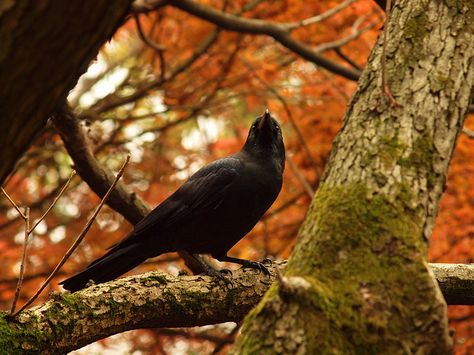 A crow at Rikugien | Flickr - Photo Sharing! October Country, Hallowen Ideas, Catty Noir, Autumn Magic, Crows Ravens, Japanese Landscape, Autumn Aesthetic, Samhain, Hallows Eve