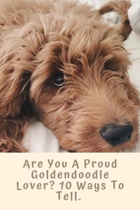 Funny Goldendoodle, Goldendoodle Grooming, Doodle Dogs, Pumpkin Dog Treats, Military Dogs, Mini Goldendoodle, Cat Care Tips, Dog Facts, Doodle Dog