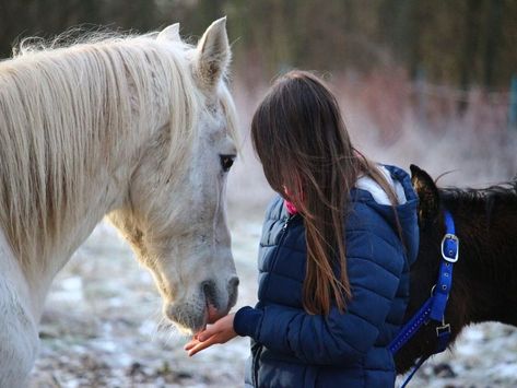 Easy No-Bake Horse Treats - Savvy Horsewoman No Bake Horse Treats, Horse Treats Recipe Easy, Horse Treats Recipe, Homemade Horse Treats, Horse Behavior, Winter Horse, Horse Supplements, Horse Care Tips, Horse Therapy