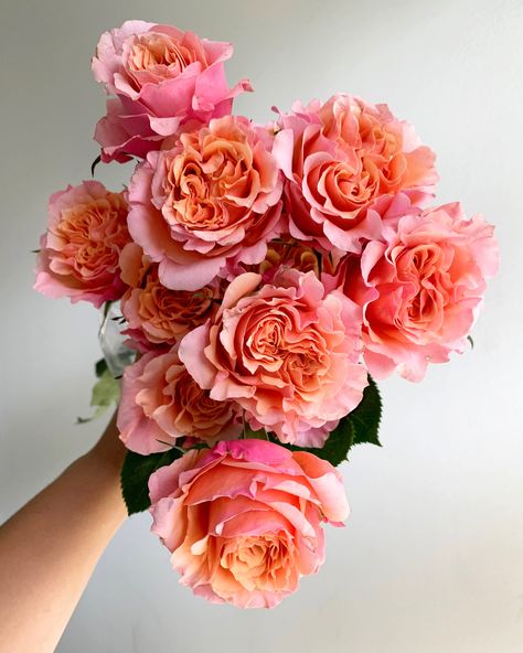 These garden roses show peach, orange, light pink, and raspberry in their many folding petals. Spring Flower Arrangements, Rose Varieties, Nothing But Flowers, Rose Orange, Flower Therapy, Peach Flowers, Japanese Flowers, Peach Orange, Garden Roses