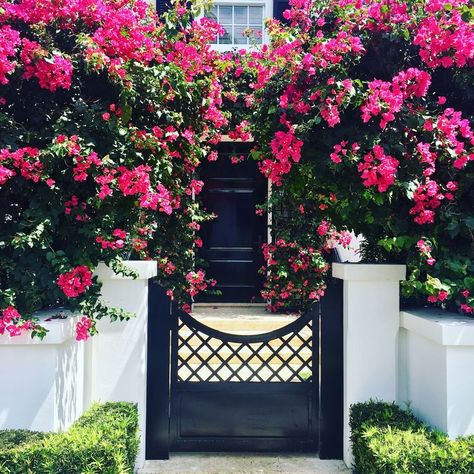 Bougainvillea Front Porch, Bougainvillea Arch, Landscaping Front Porch, Garden Front Porch, Apartment Front, Home Decor Ideas Apartment, Trees For Front Yard, Home Decorating Styles, Paintings Home Decor