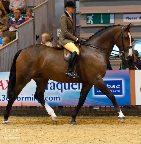 Heavyweight Show Hunter Class, Horse of the Year Show, UK Working Hunter Horse, Equestrian Training, Hunter Jumper Horses, Hunter Horse, Countryside Life, Hunt Seat, Natural Fence, Horse Dressage, Dream Aesthetic