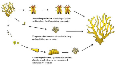 Coral reproduction modes Ocean Education, Cnidaria, Tiny Animals, Fashion Design Sketchbook, Design Sketchbook, Creature Drawings, Science Biology, Calcium Carbonate, Coral Reefs