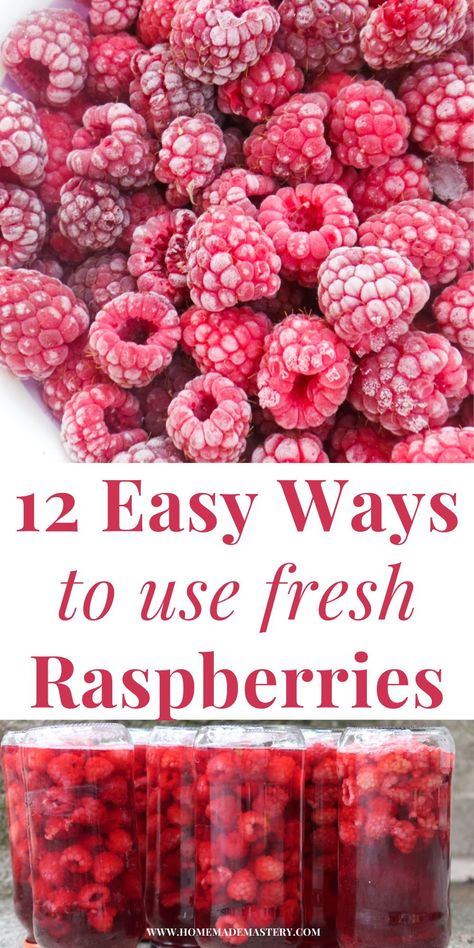 Here are 12 things to do with fresh raspberries when these tasty fruits are in season again and you've got lots of them, too many to handle! Including a few ways to preserve them and delicious raspberry recipes! What To Do With Fresh Picked Raspberries, Recipes With Raspberries Healthy, Recipes For Fresh Raspberries, Recipes For Raspberries, What To Make With Fresh Raspberries, Raspberry Healthy Recipes, Things To Make With Raspberries, Baking With Raspberries, Recipes Using Fresh Raspberries