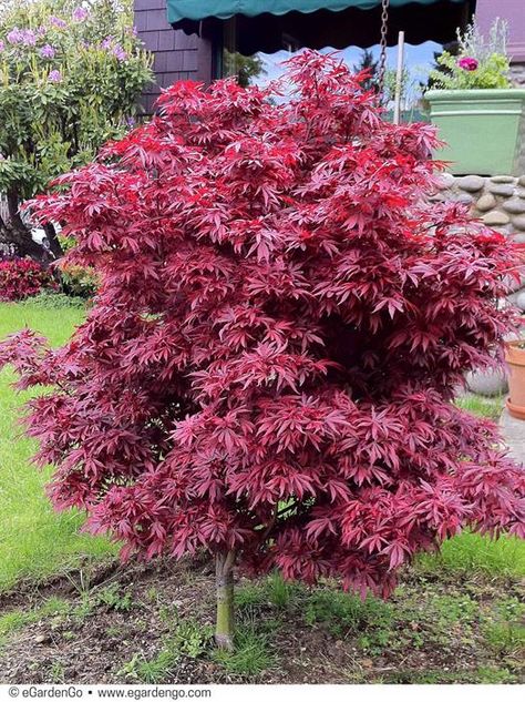 Japanese Maple Tree Landscape, Maple Tree Landscape, Red Maple Tree, Japanese Maples, Maple Trees, Japanese Maple Tree, Japanese Garden Design, Zone 5, Acer Palmatum