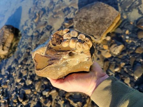 Oregon Beachcombers Find Three Rare Fossils in Two Weeks! Mineral Identification, Ocean Storm, Southern Oregon Coast, Sea Cow, Fossil Bones, Southern Oregon, Marine Mammals, Beach Combing, Rock Hounding