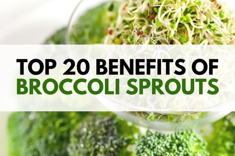 When it comes to superfoods, there’s no question that broccoli sprouts are at the top of the list. These young plants are packed with nutrients that support your body from digestion all the way down to the cellular level. Discover the health benefits of broccoli sprouts here. Broccoli Sprouts Benefits, Health Benefits Of Broccoli, Sprouts Benefits, Broccoli Health Benefits, Broccoli Benefits, Growing Sprouts, Broccoli Sprouts, Sprout Recipes, Cellular Level