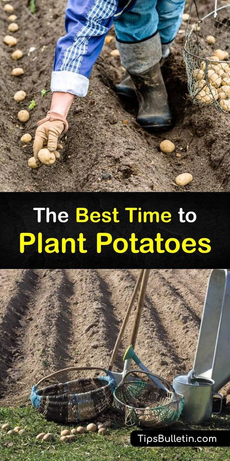 Plant potatoes in traditional or raised beds with grocery store seed potatoes. All potatoes, including Russet, prefer cool weather. Practice hilling by adding a few inches of soil as plants grow, and avoid Colorado potato beetles to enjoy delicious new potatoes any time. #when #plant #potatoes When To Plant Potatoes, Planting Seed Potatoes, Potato Garden, Grow Potatoes In Container, Plant Potatoes, Outdoor Garden Bar, Container Potatoes, Potato Gardening, Potato Planters