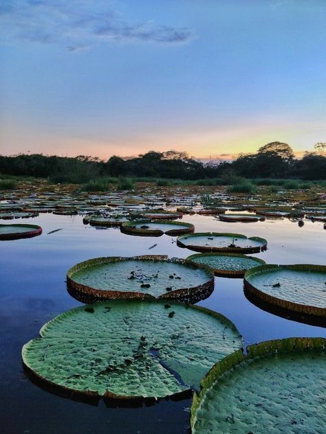 Guyana Aesthetic, Cassava Bread, Kaieteur Falls, Tayrona National Park, Weather In India, Travel Countries, Backpacking India, Private Car, Guyana Travel