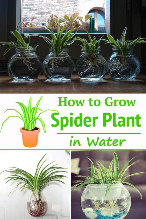 Spider Plants In Water, Spider Plant Care, Spider Plant Babies, Water Plants Indoor, Plants Grown In Water, Best Air Purifying Plants, Indoor Water Garden, Household Plants, Plant Care Houseplant