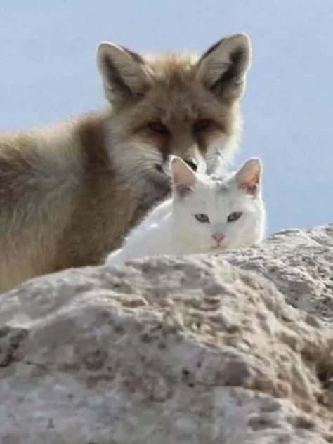 Rocky Beach, Cat Info, Slytherin Aesthetic, Cat Stories, Taking Photos, Stray Cat, Cute Fox, Cat Aesthetic, Cat Health