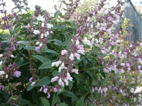 Attracting Hummingbirds, California Native Garden, California Native Plants, Mediterranean Plants, Plant Help, Attracting Beneficial Insects, Landscape Maintenance, Flower Stems, Native Garden