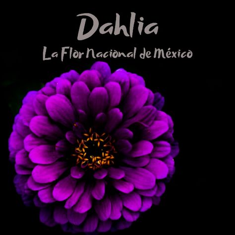 Revista Freya MX: Dahlia: La Flor Nacional de México Dahlia, Art