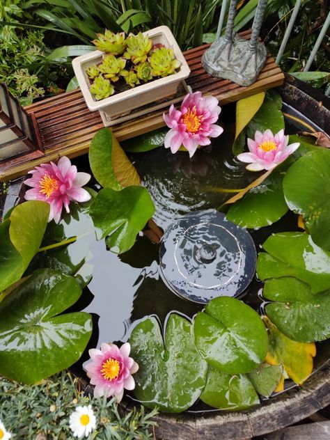 Pot Pond, Fish Pond Gardens, Container Water Gardens, Patio Pond, Lotus Garden, Diy Balcony, Garden Pond Design, Inside Garden, Diy Garden Fountains