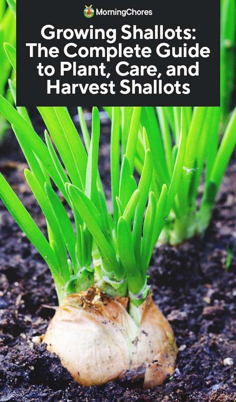 Growing Shallots: Best Varieties, Planting Guide, Care, Problems, and Harvest How To Grow Shallots, Shallots Growing, Grow Shallots, Growing Shallots, Companion Planting Layout, Onion Garden, Planting Layout, Veggies Garden, Companion Planting Chart