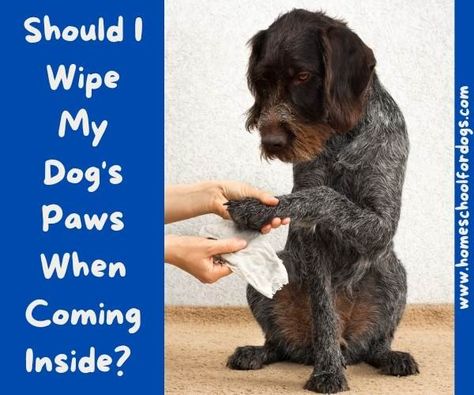 Should I Wipe my Dog's Paws When Coming Inside How To Teach Your Dog To Wipe His Paws, Cleaner Living, Dog Leg, Dog Pee, Dog Cleaning, Dog Nutrition, Dog Parents, Stay Happy, Sweet Dogs