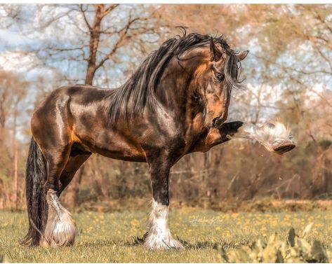 Draft Horse Photography, Shire Horse, Horse Colors, Draft Horse, Fantasy Horses, Brown Horse, Clydesdale, Draft Horses, Mystical Creatures