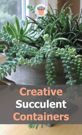 Containers for succulents can range from the unique to the common, rustic to classic. Build your own creative succulent containers, or search out rustic salvage or garage sale finds to use as fun and funky planters. Some of my favorite containers for succulents are terracotta clay pots. Clay pots are great for succulents, because of the porous nature of the clay. #plantcontainers #succulentpots #creativegardening Container Succulents Ideas, Succulents In Small Pots, Terracotta Succulent Pots, Succulent Container Ideas, Funky Planters, Topiary Wedding, Rustic Terracotta Pots, Miniature Garden Design, Pots Clay