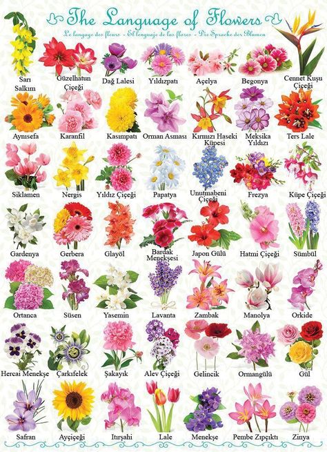 Flower Types Chart, Pretty Flower Names, Different Kinds Of Flowers, Flower Chart, Corak Bunga, List Of Flowers, Different Types Of Flowers, Flower Guide, Flower Meanings