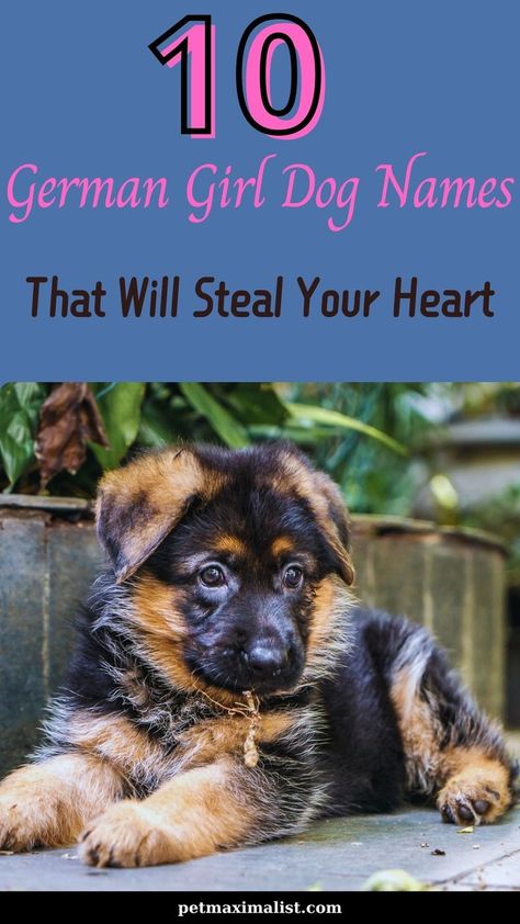 Looking for a name that's as unique and charming as your pup? Discover these 10 beautiful German girl dog names that are sure to make your heart skip a beat. Perfect for pet parents who want something truly special! German Girl Names, German Dog Names, Girl Dog Names Unique, Dog Names Unique, German Shepherd Names, Girl Dog Names, German Dogs, German Girl, Girls Unique