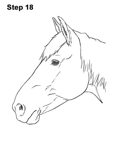 Draw Horse Head, Draw A Horse Head, Horse Face Drawing, Easy Horse Drawing, Draw Horse, Head Step By Step, Horse Head Drawing, Draw A Horse, Horse Outline