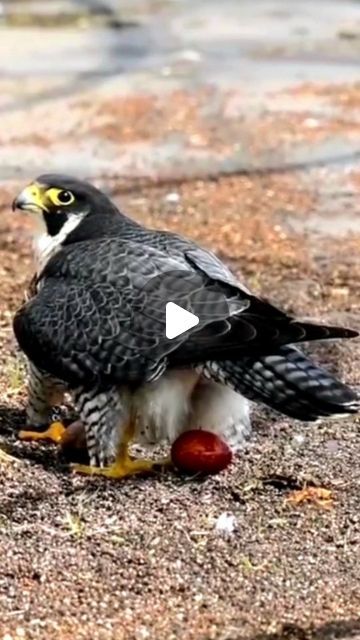 Amber Moon Leigh on Instagram: "I have been going through old footage of the falcons and thinking about my time with them. If someone were to ask me what my most meaningful falcon experience was, this would be it (tied closely with seeing Papa be released back home after recovering from his injury). Seeing Mama lay a beloved egg. It's not just that she laid an egg- it's that they started over after the devastating loss of their whole first clutch to an April snowstorm that year. It was just such a powerful moment in time, seeing this miracle of nature with my own eyes (and holding still enough to capture it to share it with the world- because everyone knows how excited I get about the falcons!). It's the reason we built the box. They still haven't used the box, but it still stands for them Most Beautiful Birds In The World Nature, Wild Birds Photography, Birds Photography Nature, Amber Moon, Bird Brain, Bird Eggs, Most Beautiful Birds, Moment In Time, January 7