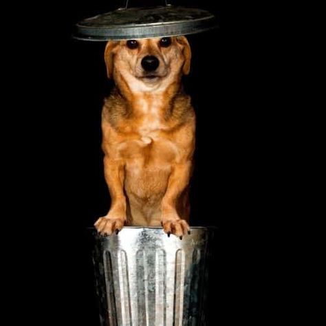 Need help with how to keep dogs out of the trash? Here are some easy tricks and tips to keep your pet safe and from making a mess. Easy Tricks, Pet Safe, Interesting Articles, Simple Tricks, Your Pet, Animal Paintings, Home Remedies, Royalty Free Images, Free Stock Photos