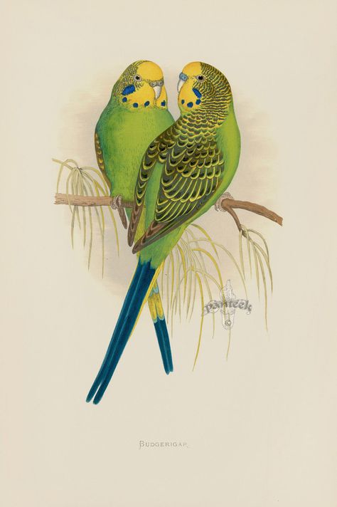 Budgerigar Australia from WT Greene Parrots 1884 Parrot Prints Australian Parrots, Australian Wildlife, Colorful Parrots, Bird Book, Australian Birds, Wood Engraving, Vintage Birds, Linocut Prints, Antique Prints