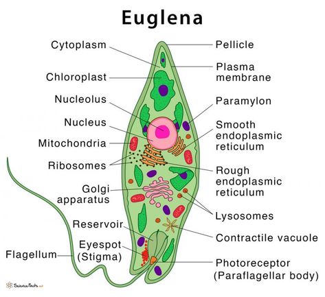 Euglena: Definition, Structure, & Characteristics with Diagram Bio Diagrams, Biology Corner, Biology Diagrams, Cell Organelles, Study Stuff, Biology Lessons, Biology Notes, Plant Cell, Blank Labels