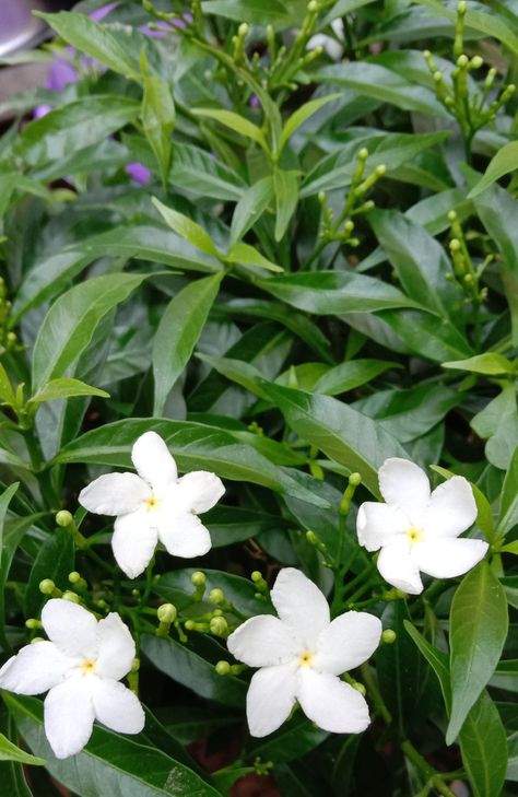 Crepe Jasmine, Chameli Flower, Star Jasmine, Jasmine Flower, Morning Greetings, Good Morning Greetings, Morning Greeting, White Summer, White Flowers