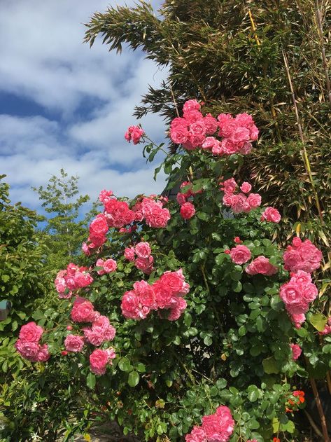 Kim Seokjin Birthday, Roses Beautiful, Cats Pictures, Royal Garden, Flowers Beautiful, Beautiful Rose Flowers, + Core + Aesthetic, Delphinium, Rose Flowers