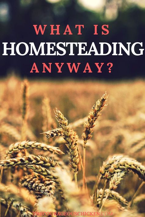 WHAT IS HOMESTEADING?  Today, a person hears the word “homesteading” and might immediately think of a house on lots of land, a barn, chickens, cows, pigs, huge gardens, tractors, hay bales, and… House On Lots Of Land, Homestead Prepping, Start Homesteading, Homesteading Inspiration, Lots Of Land, Urban Gardening Ideas, Homesteading Tips, Living Frugal, Homestead Kitchen