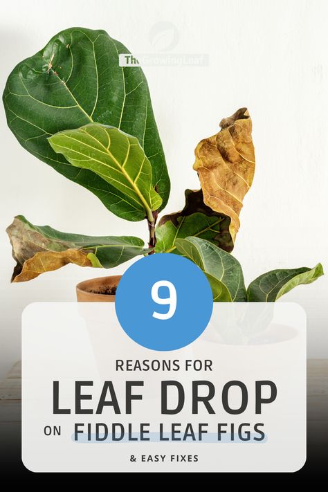 Common Reasons for Fiddle Leaf Figs Dropping Leaves + Expert Solutions Fiddle Leaf Plant Care, Fiddle Leaf Tree Care Brown Spots, Fig Leaf Plant, Fiddle Leaf Plant, Weeping Fig Tree, Fiddle Leaf Fig Care, Fiddle Fig Tree, Diy Wellness, Fiddle Leaf Tree