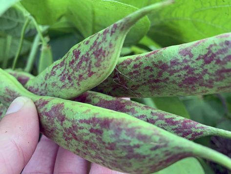 Pinto beans (Phaseolus vulgaris) are popular speckled beans that you can grow with or without a trellis and even in containers. Here’s how it’s done. Planting Seeds Indoors, Scarlet Runner Beans, Snap Beans, Bean Varieties, Food Gardening, Types Of Beans, Bean Plant, Runner Beans, Bush Beans