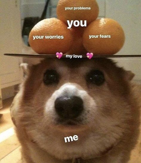 23 Relationship Memes That Range From Sappy To Saucy Corgi Meme, Queens Corgis, The Awkward Yeti, Cute Love Memes, Corgi Funny, Cute Corgi, Mia 3, Pembroke Welsh Corgi, Corgi Dog