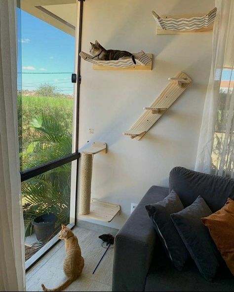 Nxnnz Wall Playground For Cats, Cat Climbing Shelves Diy, Living Room Cat Friendly, Cat Wall Shelves Living Room, Cat Furniture Aesthetic, Cat Climbing Wall Ideas, Wall Shelves For Cats, Cat Shelves Diy Climbing Wall Living Room, Aesthetic Cat Shelves