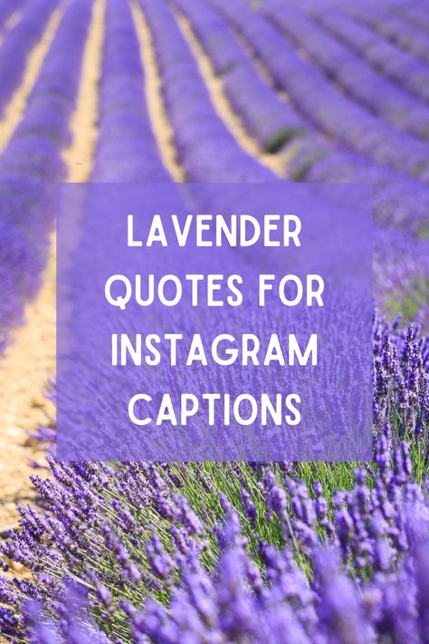 Whether you're posting a photo of yourself surrounded by fields of lavender or simply enjoying the calming scent of this flower, here are some lavender quotes for your Instagram captions. Lavender Love Quotes, Quotes About Lavender Flower, Lavender Haze Captions, Lavender Quotes Flowers, Flower Field Quotes, Lavender Captions For Instagram, Lavender Quotes Aesthetic, Quotes About Lavender, Scent Quotes