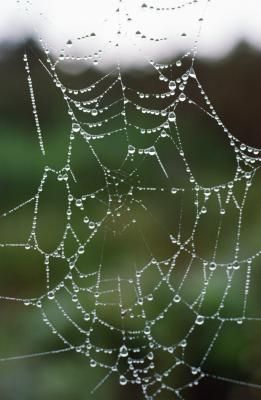 How to Make a Fake Spider Web using hot glue guns Spider Web Diy, How To Make Spiders, Brown Recluse Spider, Hot Glue Art, Spider Venom, Get Rid Of Spiders, Brown Recluse, Fake Spider, Glue Art