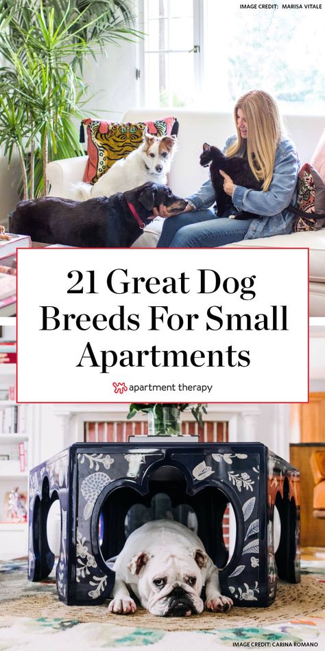 Good Dog Breeds, Dog Apartment Living, Apartment Dogs Breeds, Good Apartment, Apartment Dog, Best Small Dog Breeds, Best Apartment Dogs, Best Small Dogs, Apartment Pet